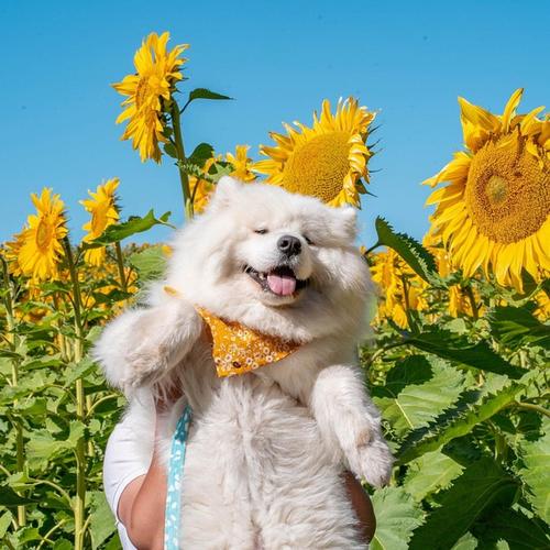 存一些可爱小动物的头像