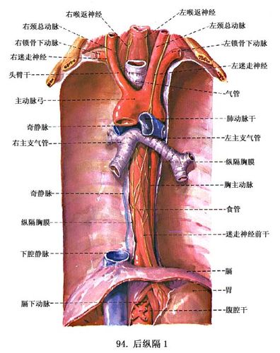 医学参考 基础理论 解剖学 > 正文  食管全长约25cm,为肌性管道,上端
