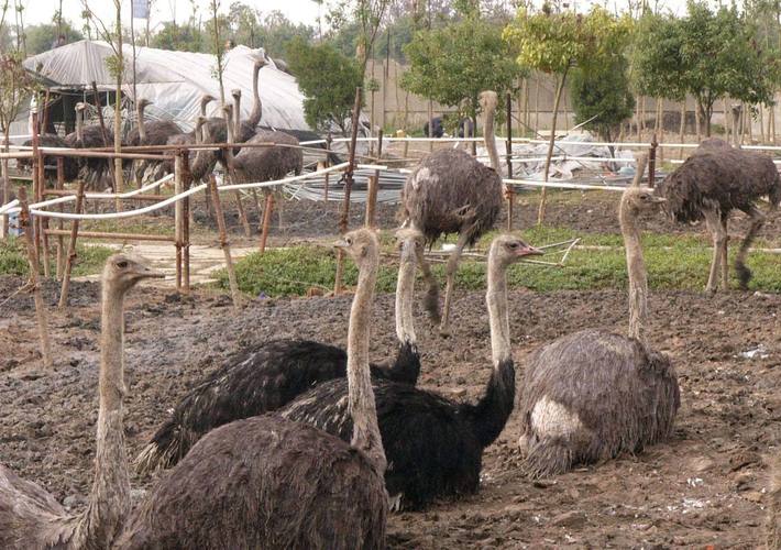  p>郑州金鹭鸵鸟游乐园是 a href="#" data-lemmaid="1461119">国家