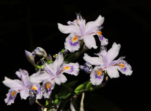 鸢尾花花语是什么