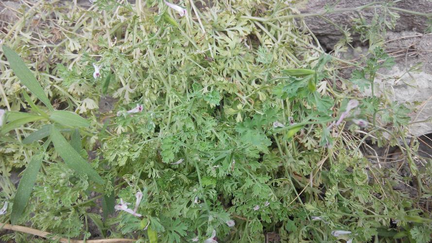 请问这是什么植物?味很苦,泡水喝,我们这里有人叫苦丁茶.