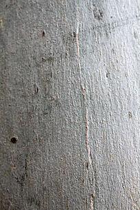 光滑的树皮贴图