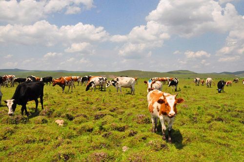 跟在牛妈妈身后,听着它们奶声奶气的哞哞声,真羡慕拥有牛群的草原人家