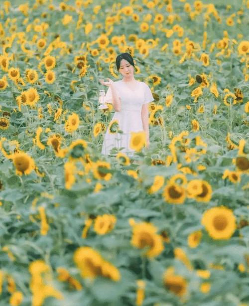 向日葵人像拍摄攻略掌握这些拍摄技巧随手都能拍出美美的照片