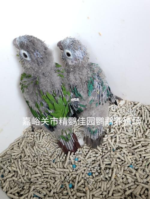 蓝化绿颊,绿颊_鹦鹉_小太阳鹦鹉_宠物_宠物其他