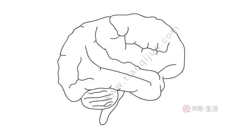 大脑简笔画图片