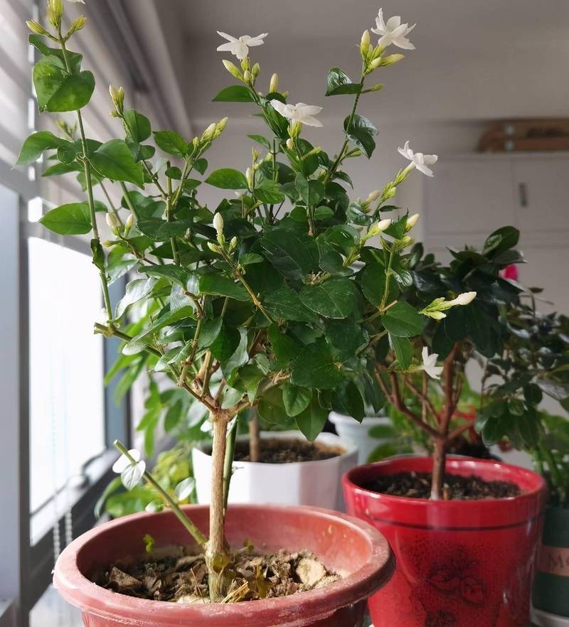 第一,养茉莉花盆栽浇水要注意