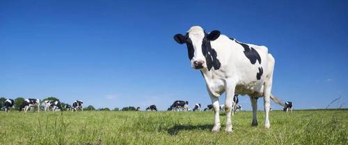 乳业巨头资源卡位战,最终实力说了算!_奶牛