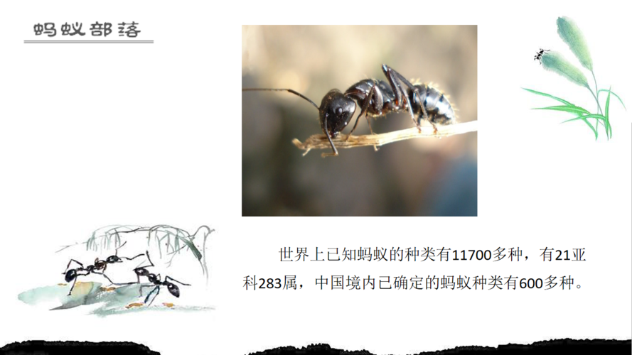 蚂蚁种类繁多,多达一万余种.