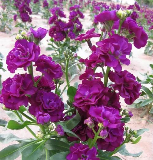 其它 最美不过——紫罗兰 写美篇 我公司提供优质紫罗兰种子,发芽率高