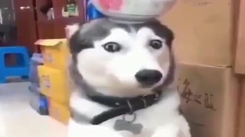 被店主罚站的二哈,必须看看二哈这充满智慧的眼神