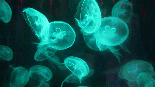 水母宫的美丽魔幻,神秘,似迷宫般扑朔迷离镜面与水母柱的巧妙结合把