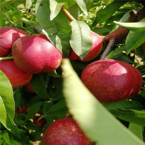 春丽桃树苗风味浓甜糖度高油蟠九桃树苗亩产产量分析