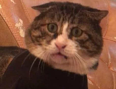 中国大花猫惊呆表情火到国外,社交网络吸粉无数