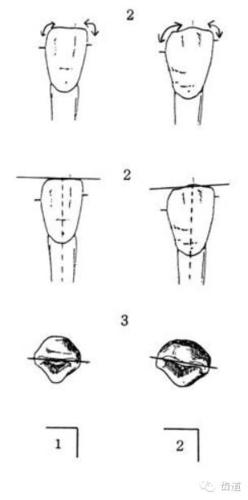 3.从切缘看,切缘从近中唇侧开始向远中舌侧走行.