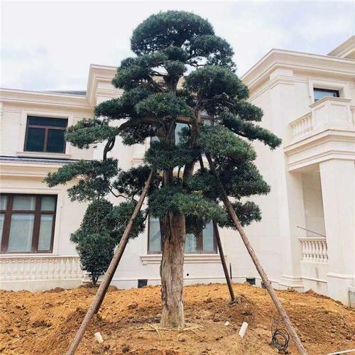 江西日本罗汉松价格