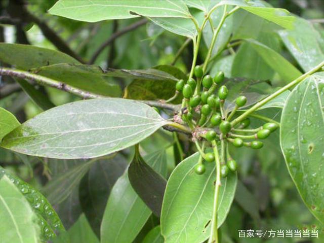 路边常见绿化植物——阴香