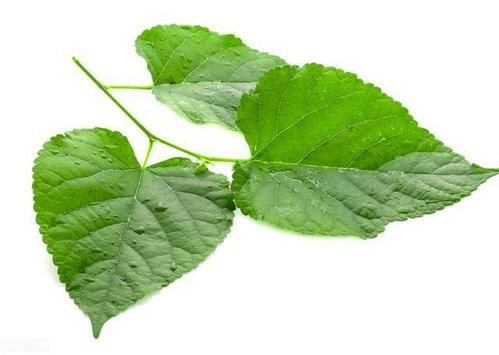 桑叶:药用历史悠久,擅长清肺润肺治干咳,清肝明目治眼疾