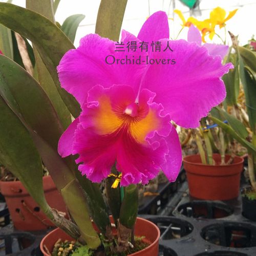 vigour 兰得有情人紫红艳丽大花卡特兰 red grape_易购客