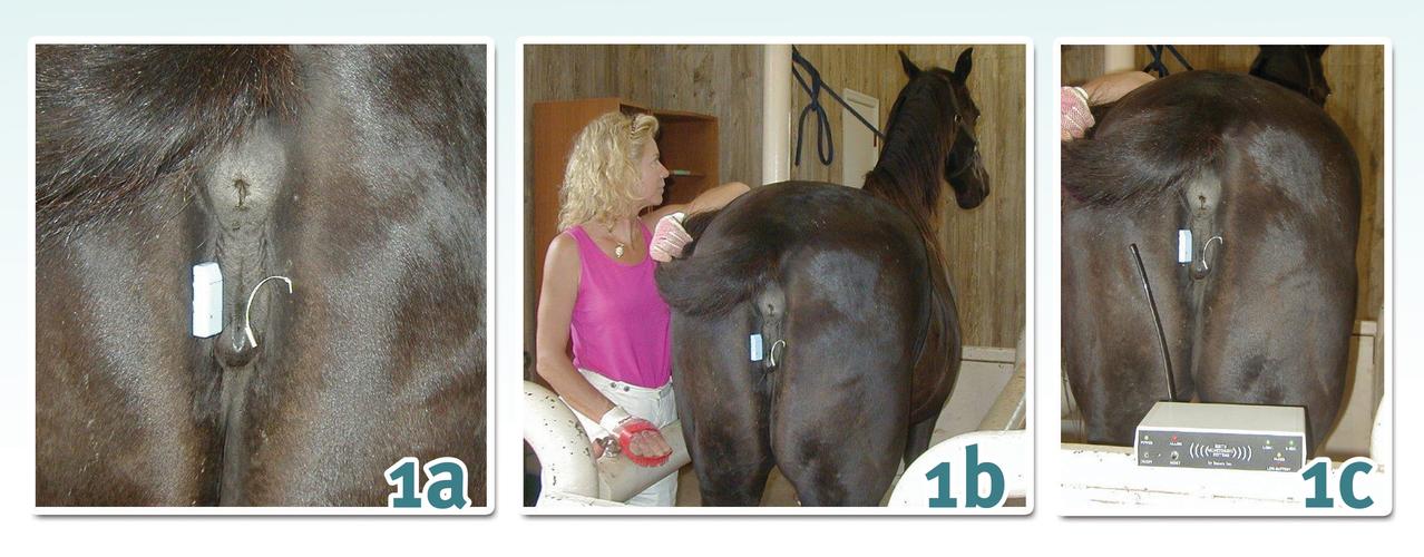 d along opposite sides of the mare"s vulva (a & b); when vulvar