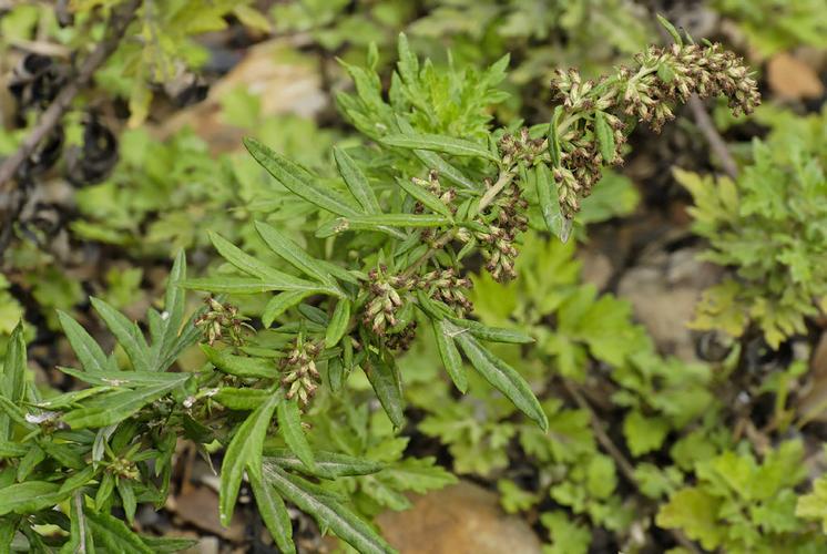 chinese mugwort