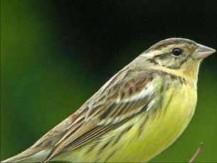 昔日这鸟铺天盖地比麻雀都多中国人只用十几年就吃到几乎灭绝