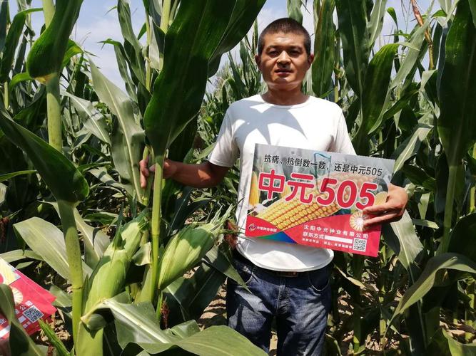 三大区国审玉米新品种中元505