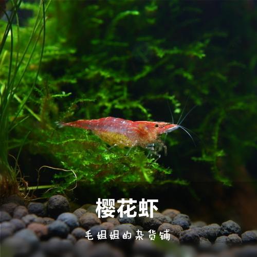 观赏虾极火虾