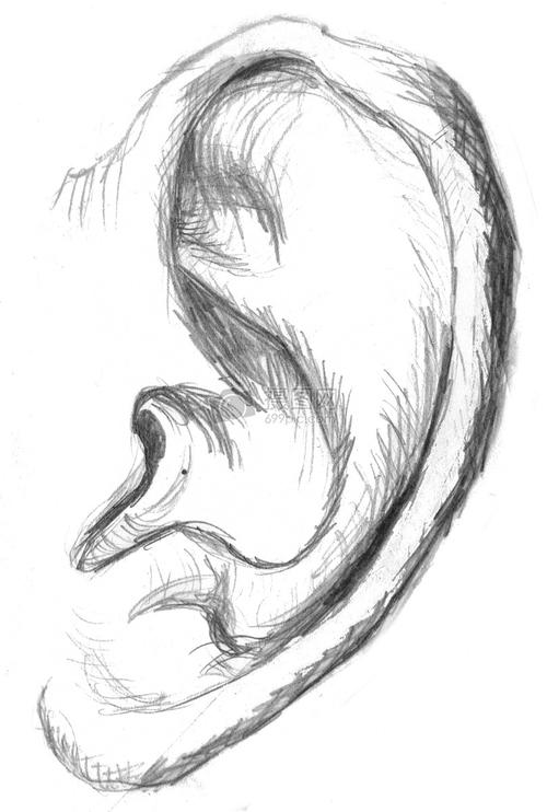 耳朵部位的素描画像