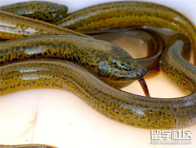 小暑吃什么