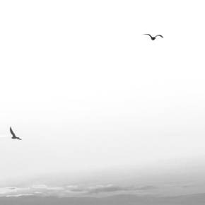 每天一首诗泰戈尔飞鸟集