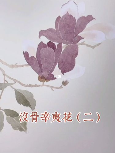 没骨辛夷花(二)花瓣与叶子的画法_没骨画_文化_绘画