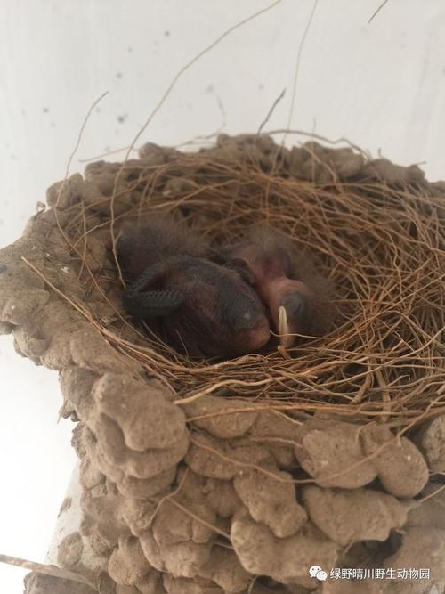 系列报道 | 小燕子诞生记(1)