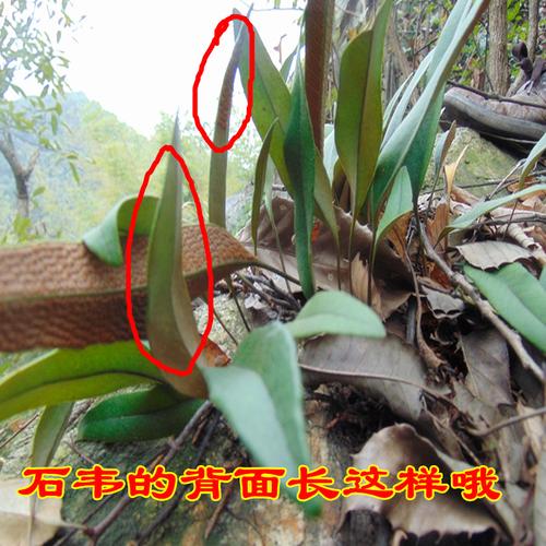 刀口药大别山正宗野生石韦金星草石兰干品500g包邮卖猕猴桃根