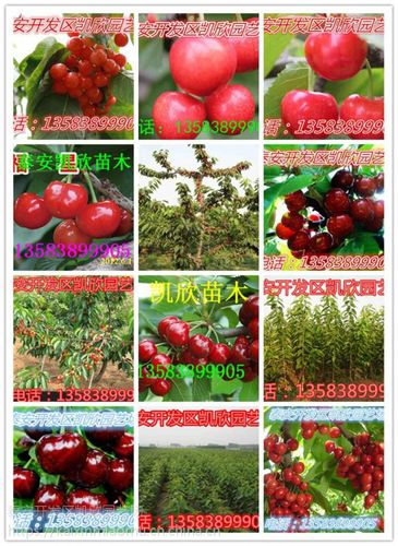 金顶红樱桃苗多少钱一颗 金顶红樱桃苗品种介绍特点抗裂果果个大