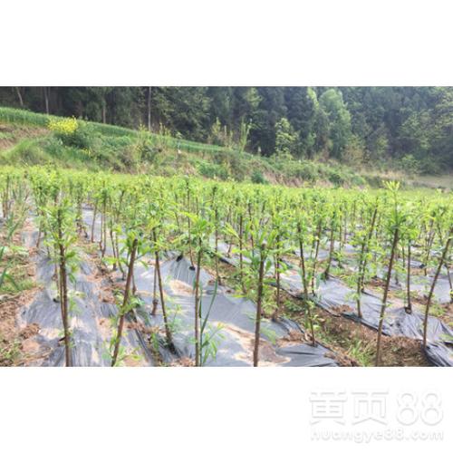 湖南青脆李苗价格青脆李树苗厂家的苗木基地