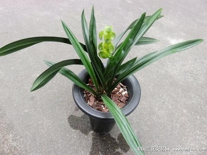 矮种素荷-墨兰篇-中国兰花交易网社区