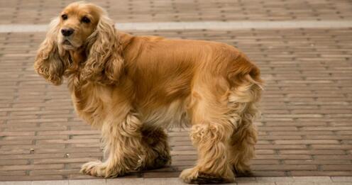 聪明而有着一对大耳朵的可卡犬很适合家庭来饲养