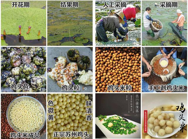 哪里的鸡头米好吃?