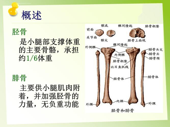 胫腓骨骨折的护理ppt课件