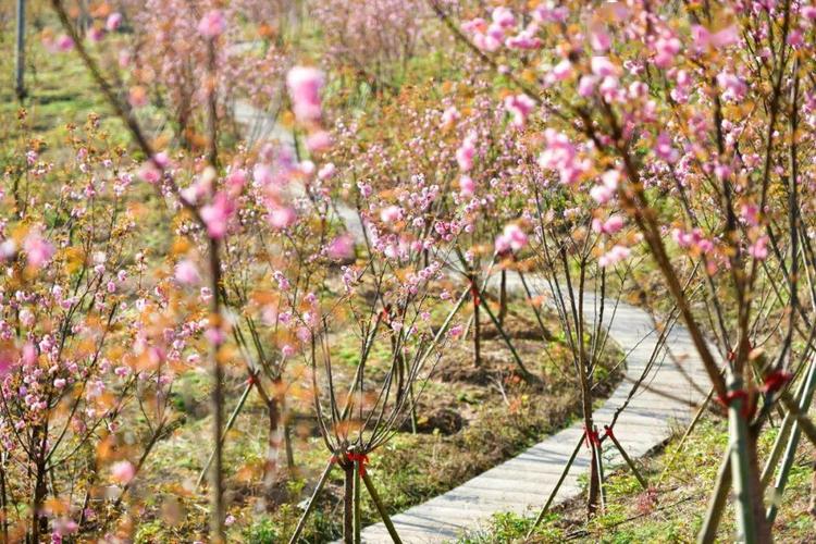 联众人游浙江丨99元桐庐幻境天子地樱花节/大路村康养