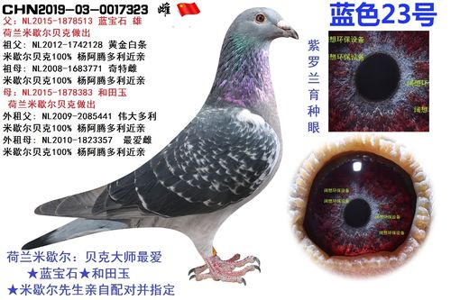 蓝宝石★和田玉★米歇尔亲自配对并指定