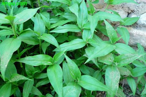 动植物 花卉大全 > 鸭跖草图片及鸭跖草种类   花卉名称:鸭跖草   学