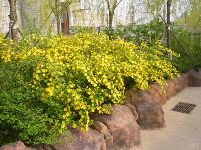 棣棠图片欣赏及功效作用介绍