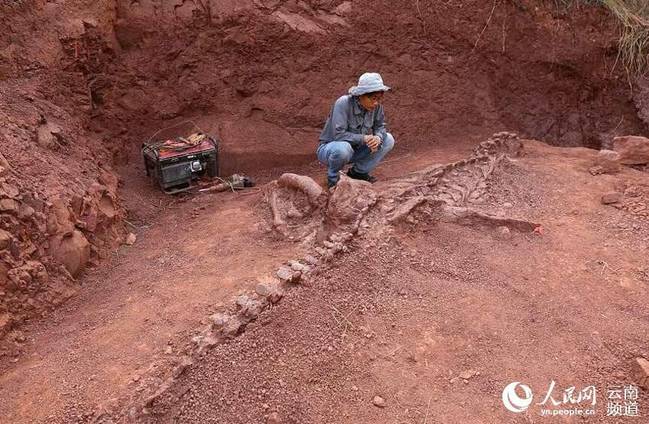 发掘出的恐龙化石.王涛 摄