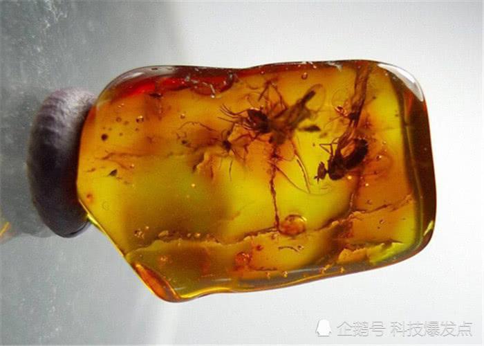 4100万年前的琥珀,2只苍蝇被封存,保持的动作难以言喻!