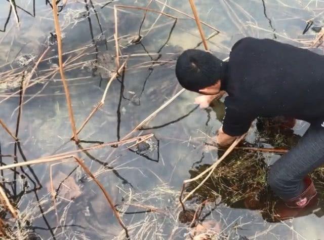 荒废野塘中藏着许多牛蛙,它们全身都是宝!你都知道哪些好处呢