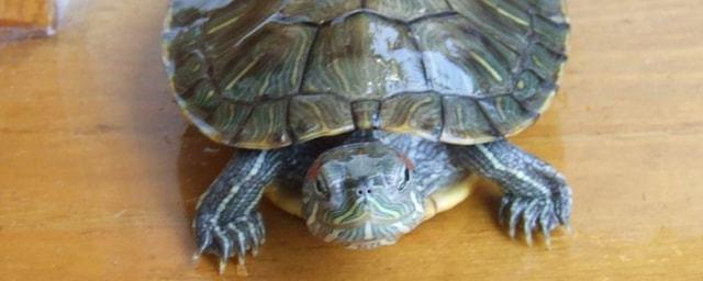 巴西龟吃什么水果|乌龟|杂食|红虫