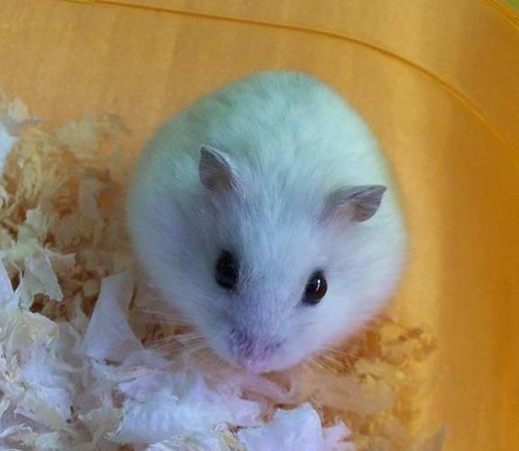 银狐仓鼠,这种可爱的小仓鼠,应该没人会不喜欢吧