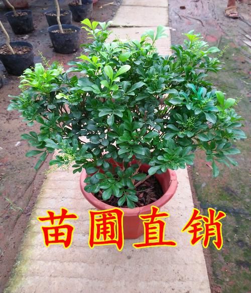 阳台开花植物 米兰花苗 四季常青花卉室内客厅绿植盆栽苗包邮